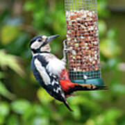 Female Great Spotted Woodpecker Feeding On Peanuts Art Print
