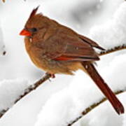 Female Northern Cardinal And Fresh Fluffy Snow Art Print