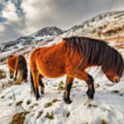 Feral Horses Snowdonia Art Print
