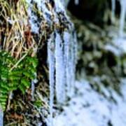 Fern And Icicles Art Print