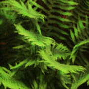 Fern - Dryopteris Filix-mas Art Print