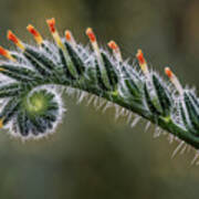 Fiddleneck 1 Art Print