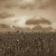 Field In Sepia, Northern Poland Art Print