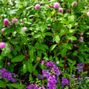 Field Of Purple Flowers Art Print