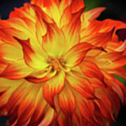 Fire Orange And Yellow Dahlia Art Print