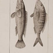 Fish C. 1816 Art Print