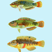 Fish In Bright Colors Art Print