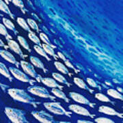 Fish Swirl Art Print