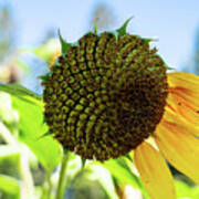 Five Sunflower Petals Art Print