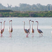 Flamingo Birds, Walking And Feeding In The Lake Art Print