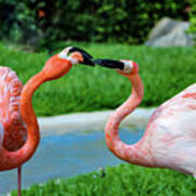 Flamingo Kiss Art Print
