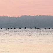 Flock Of Cormorants In Flight Art Print