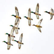 Flock Of Mallards Art Print