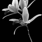 Flower - Orchid -  The Exquisite Beauty Of Laelia Orchids Bw Art Print