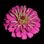 Flower Power - Bright Pink Zinnia With Black Backgound Art Print