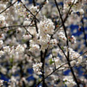Flowering Cherry Blossoms Art Print
