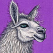 Fluffy White Llama Art Print