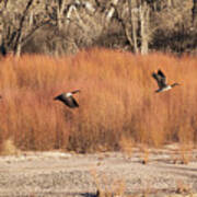 Flying Geese In The Bosque Art Print