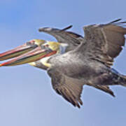 Flying Brown Pelicans #1 Art Print