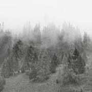 Foggy Forest Panorama Art Print