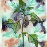 Forage. Lambsquarters Art Print