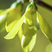 Forsythia Close Up Art Print