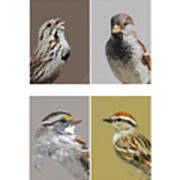 Four Sparrows Art Print