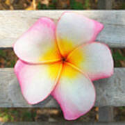 Frangipani Bloom Art Print