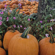 Fresh Harvest Pumpkins Art Print