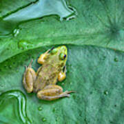 Frog On A Pad Art Print