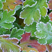 Frosted Foliage Art Print