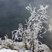 Frosty Grass Art Print