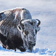 Frozen Bison Art Print