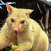 Funny Golden Brushtail Possum Photograph By Benny Marty