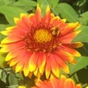 Gaillardia Flower With Bee Art Print