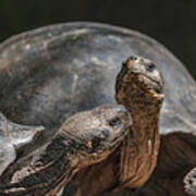Galapagos Giant Tortoises Art Print
