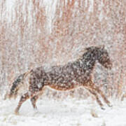 Galloping In The Snow Art Print