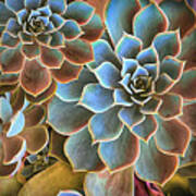 Garden Succulent Botanicals Ii Painting Art Print