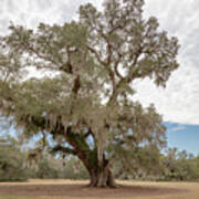 George Washington Oak Art Print