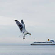 Giant Seagull Attacks Ferry Art Print