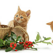 Ginger Kittens With A Festive Sledge And Holly Art Print
