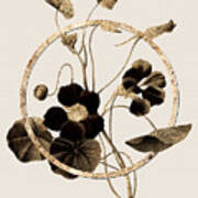 Gold Ring Monks Cress Botanical Illustration Black And Gold N.0390 Art Print