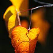 Golden Autumn Leaves Art Print
