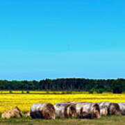 Golden Fields Art Print