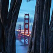 Golden Gate Between Cypress Nightfall Art Print