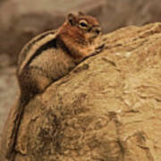 Golden-mantled Ground Squirrel Perched On A Rock Art Print
