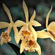 Golden Orchids Art Print