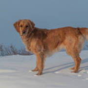 Golden Retriever On A Winter Day Art Print