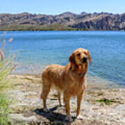 Golden Retriever Standing By Lake Art Print