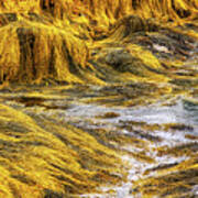 Golden Seaweed At Low Tide Art Print